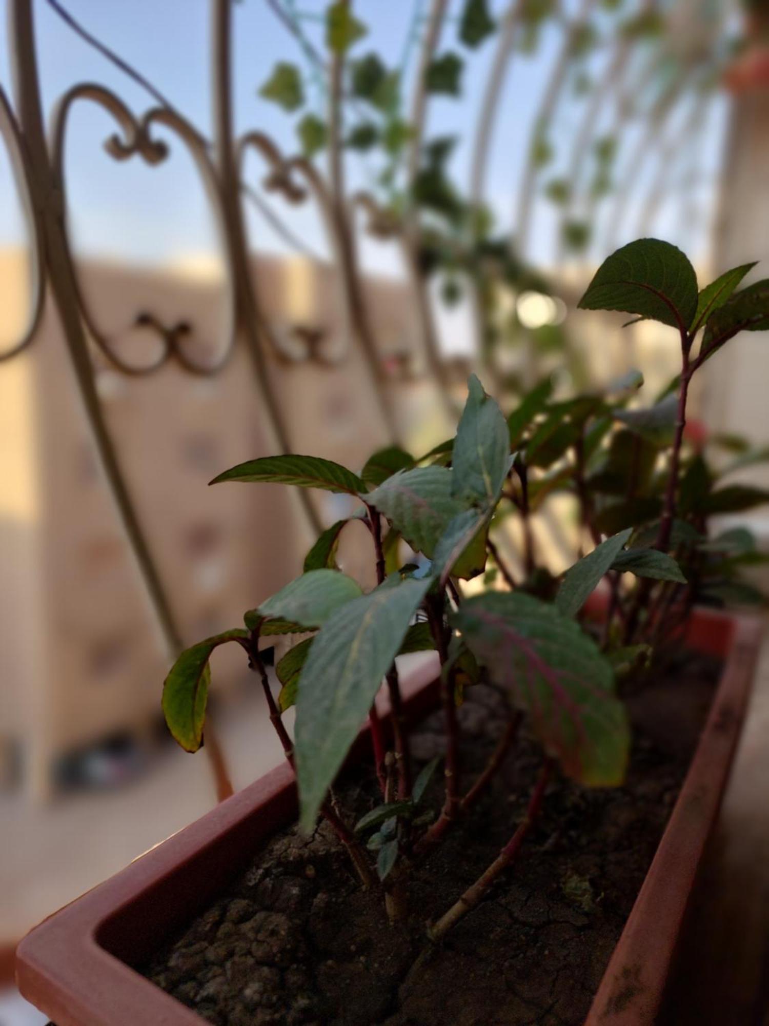 Apartment Maadi Oasis *