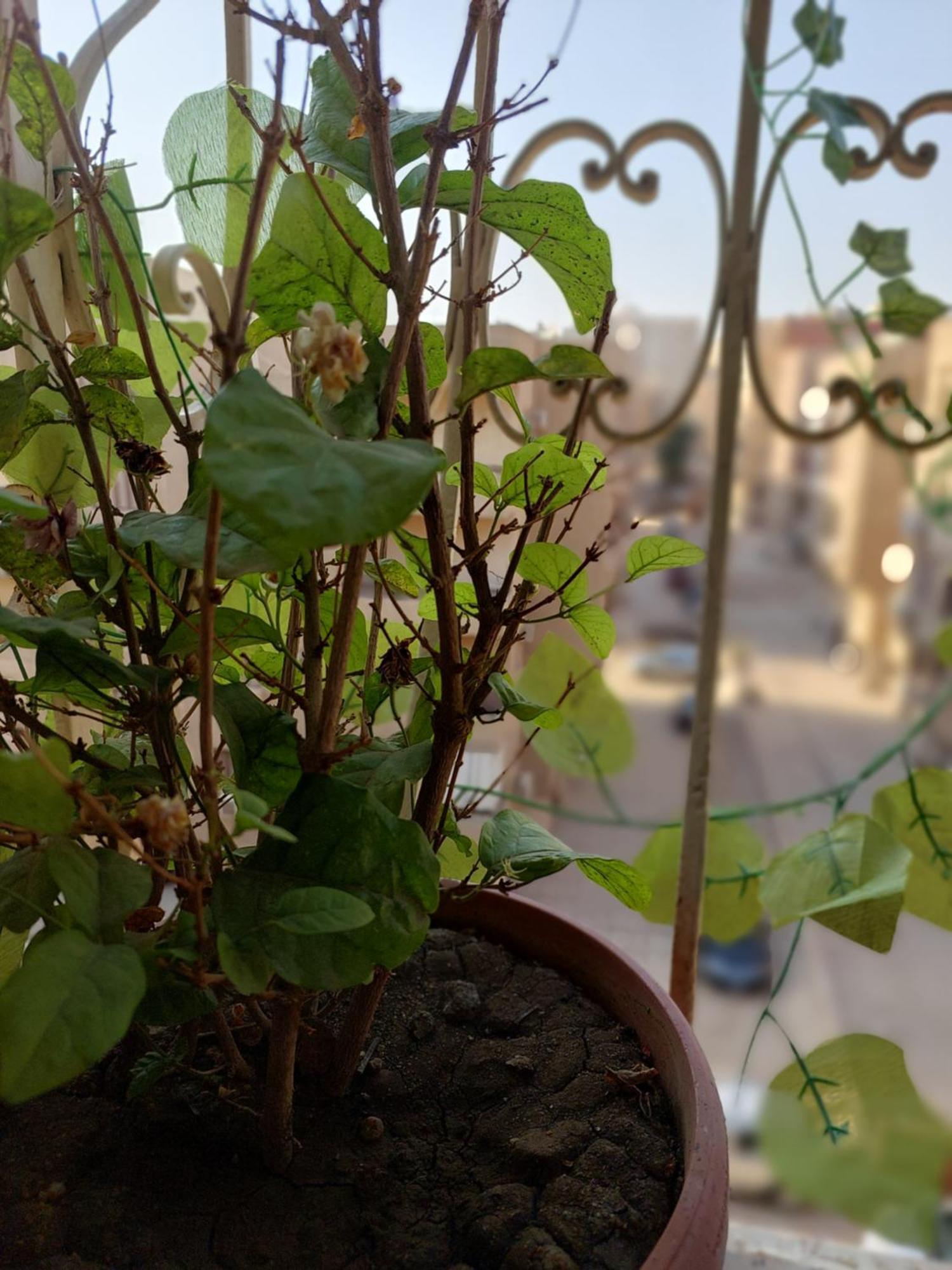 Apartment Maadi Oasis *