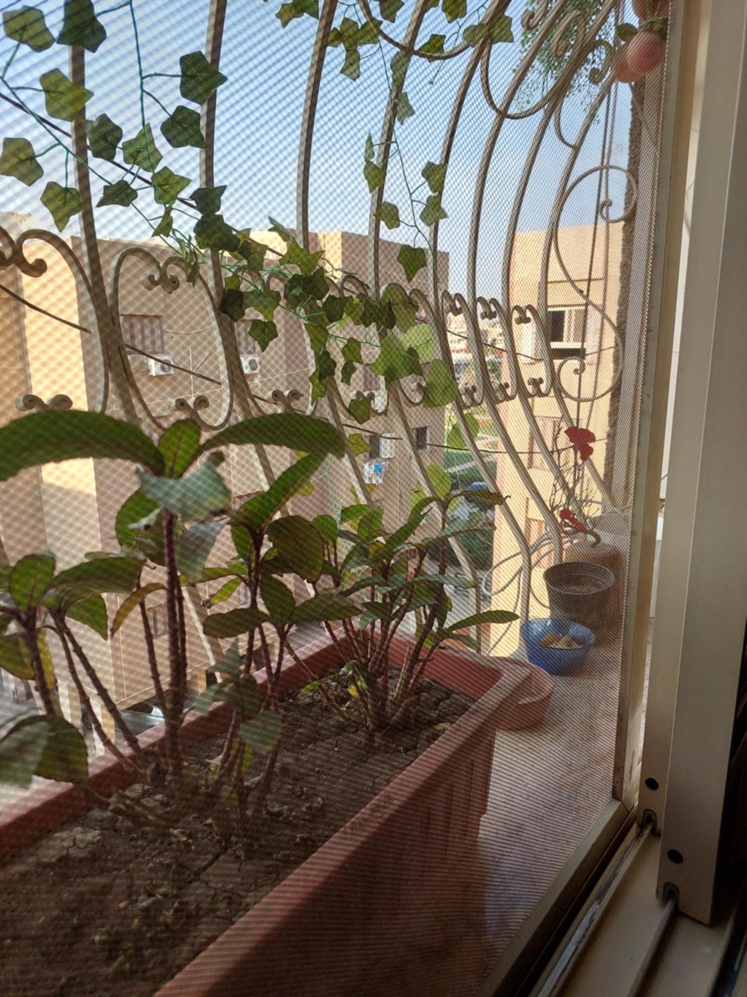 Maadi Oasis * Cairo
